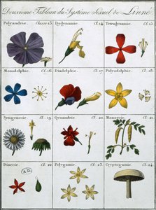Segunda tabla del sistema sexual de plantas de Linneo