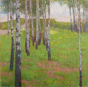 Bosque de abedules a la luz de la tarde