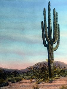 Estados Unidos de América, Arizona, Cactus gigante en el desierto de Sonora, fecha de la imagen: hacia 1920. Archivo Carl Simon
