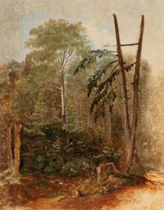 Estudio de un paisaje forestal de Carl Spitzweg