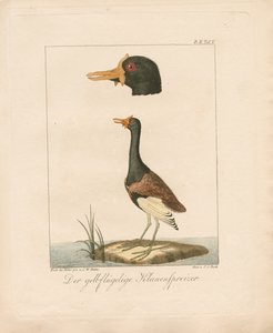  de Carl Wilhelm Hahn