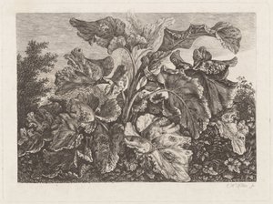 Estudio de planta con bardana de Carl Wilhelm Kolbe