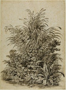Plantas al borde del agua de Carl Wilhelm Kolbe the elder