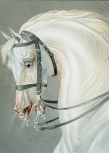 Brida para los caballos de carabineros