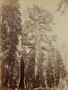 Gigante pardo, Mariposa Grove de Carleton E. Watkins