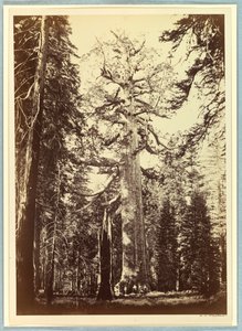 El Gigante Grizzly, Mariposa Grove, Yosemite de Carleton E. Watkins