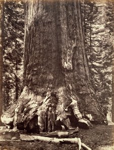Base del Gigante Grizzly, árbol de Secuoya Gigante, Yosemite, California, 1868 de Carleton Emmons Watkins