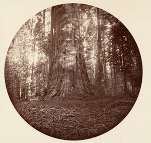 Empire State. C. Grove, ca. 1878 de Carleton Emmons Watkins