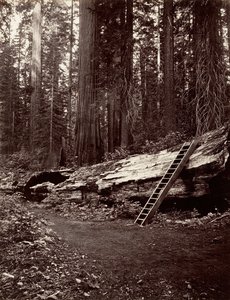Padre del Bosque de Carleton Emmons Watkins