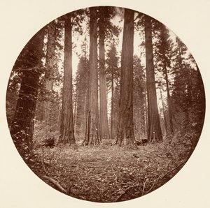 James King of William. Keyston State etc. Calaveras Grove, ca. 1878 de Carleton Emmons Watkins
