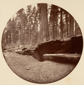 Mammoth Three Grove Hotel, Calaveras Co, California de Carleton Emmons Watkins