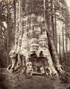 Madre del Bosque de Carleton Emmons Watkins