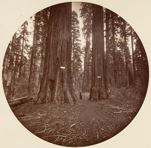 Ninguno, ca. 1878 de Carleton Emmons Watkins
