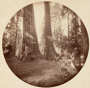 Old Dominium y la Taberna del Tío Tom. Calaveras Grove, ca. 1878 de Carleton Emmons Watkins