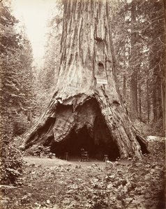Cabaña del pionero, 1865-66, impreso ca. 1876 de Carleton Emmons Watkins