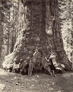 Sección del Gigante Grizzly, circunferencia de 101 pies, 1865-66 de Carleton Emmons Watkins