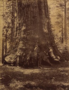 Sección del Gigante Grizzly con Galen Clark, Mariposa Grove, Yosemite, 1865-66 de Carleton Emmons Watkins
