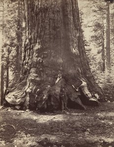 Sección del Grizzly Giant con Galen Clark, Mariposa Grove, Yosemite, 1865-66, impreso ca. 1876 de Carleton Emmons Watkins