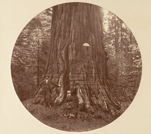 El Empire State - C. Grove de Carleton Emmons Watkins