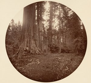 El padre del bosque - C. Grove de Carleton Emmons Watkins