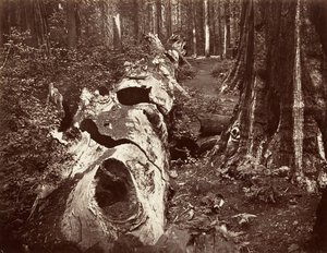 El Padre del Bosque, circunferencia de 112 pies, Calaveras Grove, 1865-66, impreso ca. 1876 de Carleton Emmons Watkins