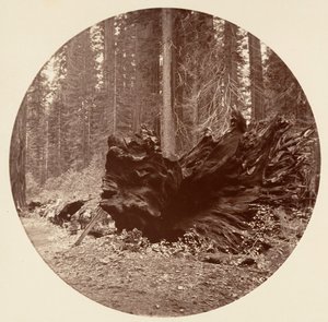 El Padre del Bosque 450 pies C. Grove de Carleton Emmons Watkins