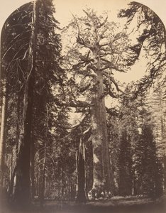 El Gigante Espantoso, Mariposa Grove, Yosemite de Carleton Emmons Watkins