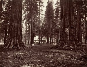 El hotel desde Mammoth Grove, ca. 1872, impreso ca. 1876 de Carleton Emmons Watkins