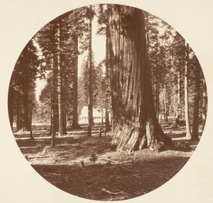 El Hotel Mammoth Grove desde el Grove - Calaveras, ca. 1878 de Carleton Emmons Watkins