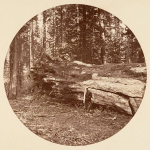 La cabaña de los mineros - Calaveras Grove, ca. 1878 de Carleton Emmons Watkins
