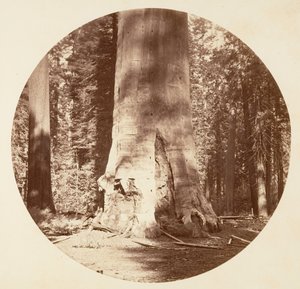 La madre del bosque - Calaveras Grove de Carleton Emmons Watkins
