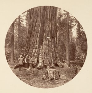El orgullo del bosque - Calaveras Grove, ca. 1878 de Carleton Emmons Watkins