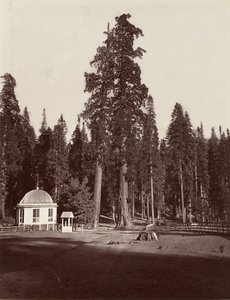 El Centinela, 315 pies, 1865-66, impreso ca. 1876 de Carleton Emmons Watkins