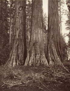 Las tres gracias de Carleton Emmons Watkins