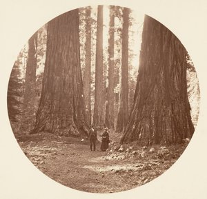 Las Tres Gracias Vistas a Través del Bosque de Bryant y Seward Calaveras, ca. 1878 de Carleton Emmons Watkins