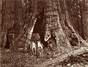 El trípode, circunferencia de 94 pies, 1865-66, impreso ca. 1876 de Carleton Emmons Watkins