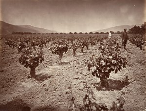 Viñedo del Rancho Camulos, 1876, impreso ca. 1876 de Carleton Emmons Watkins
