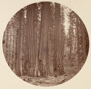 Parque Nacional Yosemite, California, ca. 1878 de Carleton Emmons Watkins