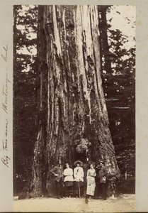 Grandes árboles cerca de Monteray [sic] - Cal. de Carleton Watkins