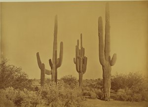 [Cactus, Arizona - Cereus Giganteus]