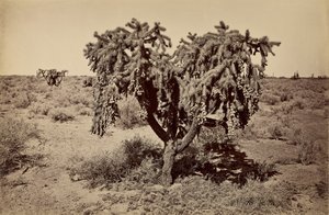 [Cactus, desierto de Arizona] de Carleton Watkins