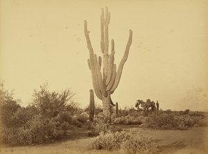  de Carleton Watkins
