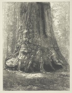 Copia de "Galen Clark ante el gigante Grizzly", de Carleton Watkins. de Carleton Watkins