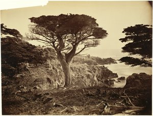  de Carleton Watkins
