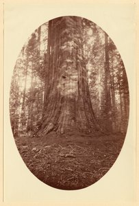 [Empire State Calaveras Grove] de Carleton Watkins