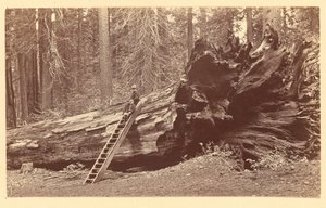 [Padre del Bosque Calaveras Grove] de Carleton Watkins