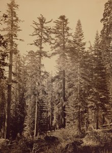 [Escena del bosque] / [Pinos de azúcar] de Carleton Watkins