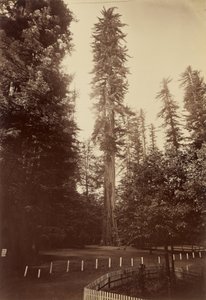 Secuoya gigante, Santa Cruz de Carleton Watkins