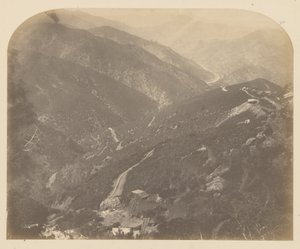 Josefina y el pino