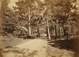 [Monterey, California. Avenida Moss, 18 Mile Drive.] de Carleton Watkins